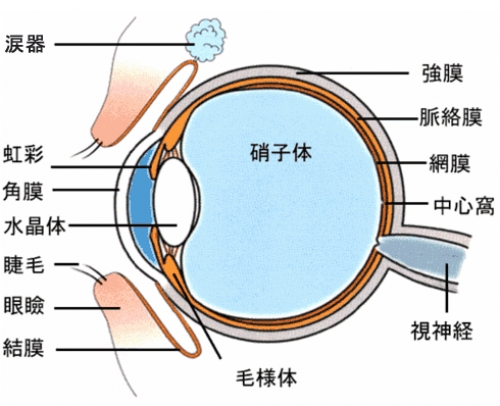 強い衝撃で起こる強膜・角膜の大怪我
