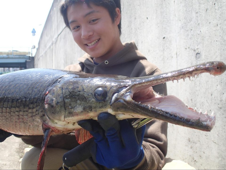 大阪府寝屋川で釣り上げられたアリゲーターガー