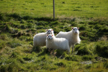 羊が好きでアイスランドまで見に行くふかわさん