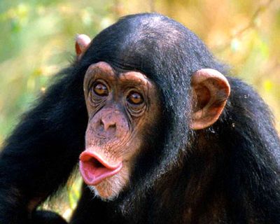 人間より脳の小さいチンパンジーは毛深い