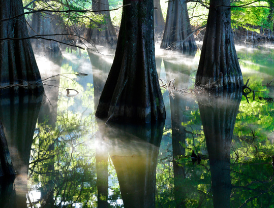 水面から生える森の木が神秘的！