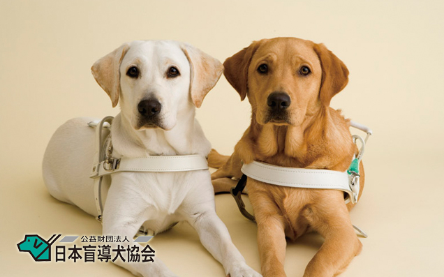 日本盲導犬協会らが調査を開始