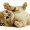 愛しのモフモフ！ Twitterで見つけた癒される猫動画12選 